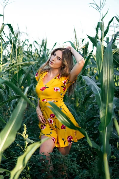 Sarı elbiseli güzel bir model kız mısır tarlasının çalılıklarında poz veriyor, saplarını elleriyle tutuyor. Güzellik ve moda.