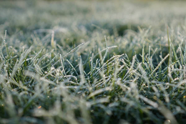 Folhas e grama coberta com geada e neve no início da manhã. Fundo de grama gelada — Fotografia de Stock