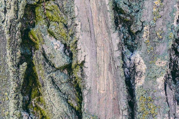 Textura de corteza de árbol de primer plano. Álamo y musgo de madera. Fotografía de para fondo de pantalla y fondo. — Foto de Stock