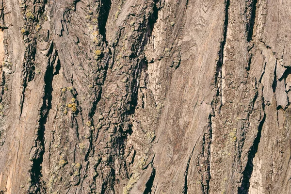 Textura de corteza de árbol de primer plano. Álamo y musgo de madera. Fotografía de para fondo de pantalla y fondo. — Foto de Stock