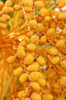 Hurma ağacının içinde olgunlaşan tarihler. Sidretü 'lMüntehâ' nın yanında. Arkaplan