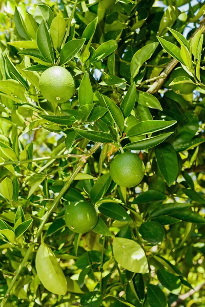 Лимонне дерево з стиглими плодами. Гілка свіжих достиглих лимонів з листям. Середземноморський ситрус — стокове фото