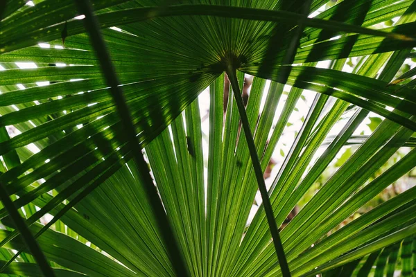 Parkta gün boyunca koyu yeşil yapraklı Trachycarpus serveti. Kapat.