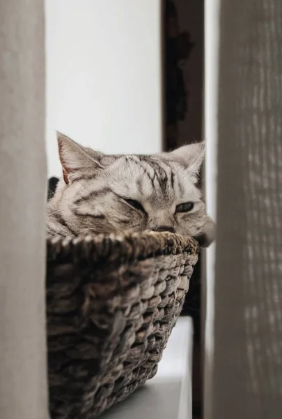 Kočka Krabici — Stock fotografie