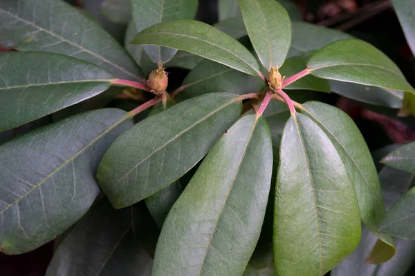 soyut yeşil yaprak dokusu, doğa arkaplanı, rododendron yaprağı.
