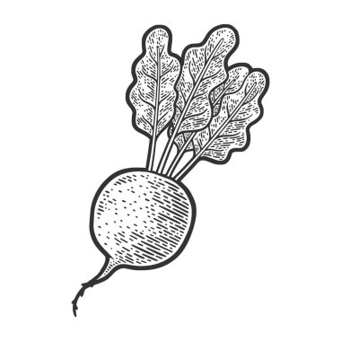 Pancar kökü çizimi, kabartma vektör çizimi. Tişört giysisi baskısı tasarımı. Çizik tahtası taklidi. Siyah beyaz el çizimi resim.