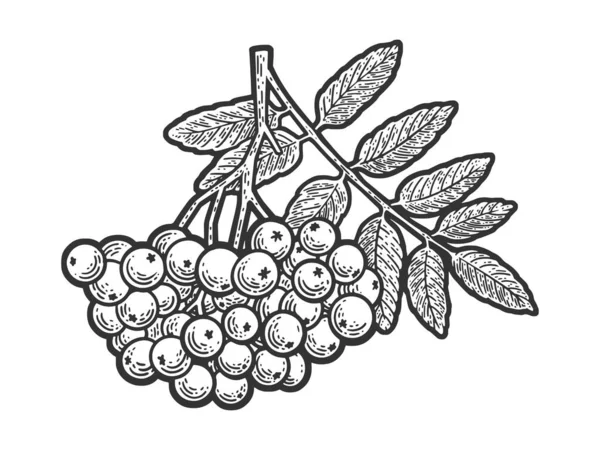 Rowanberry berry plant croquis gravure vectorielle illustration. T-shirt imprimé design. Imitation de carte à gratter. Image dessinée à la main noir et blanc. — Image vectorielle