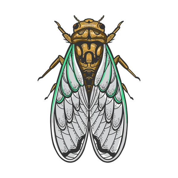 Cicadidae owady kolor szkic wektor ilustracja — Wektor stockowy