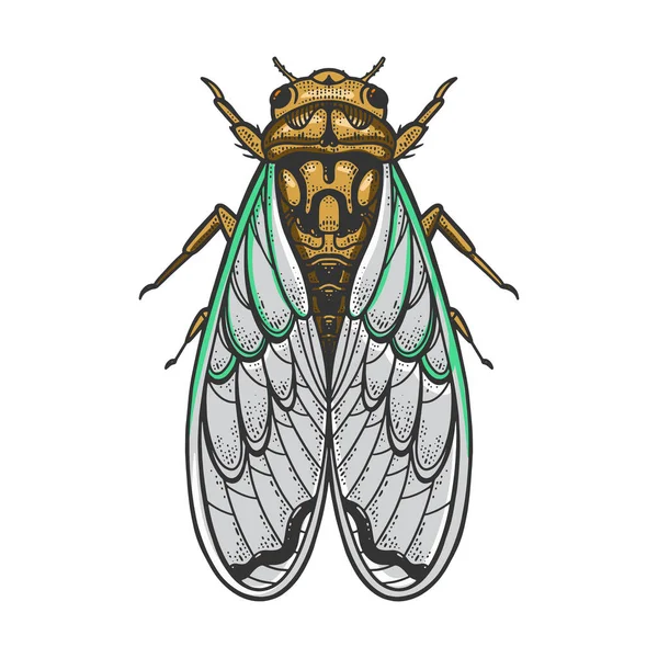 Cicadidae insect color sketch raster illustration