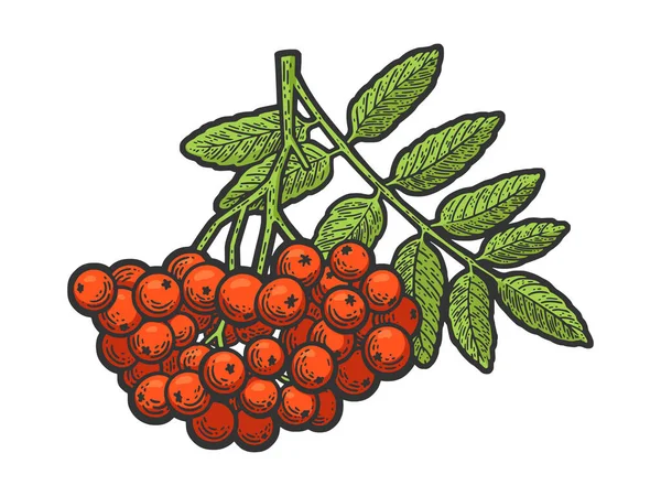 Rowanberry växt färg skiss vektor illustration — Stock vektor