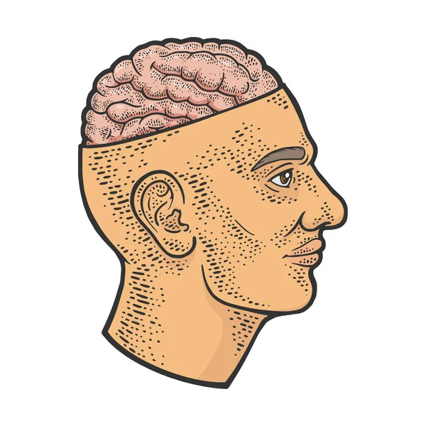 Открытый мозг в векторе цвета головы — стоковый вектор