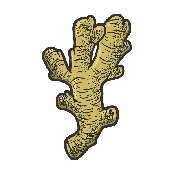 Ginger root color sketch vector illustration — Archivo Imágenes Vectoriales