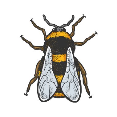 yaban arısı böcek rengi çizim vektörü