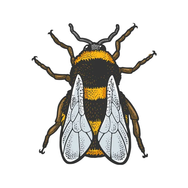 Bumblebee bee insect color sketch vector — Vetor de Stock