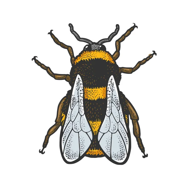 Bumblebee bee insect color sketch raster — Foto de Stock