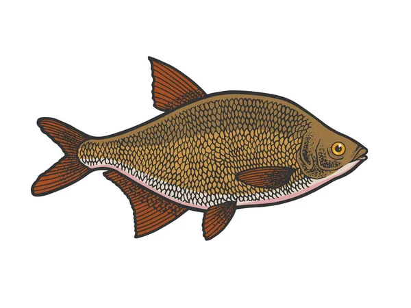 Sötvatten Karp Braxen Fisk Färg Skiss Gravyr Vektor Illustration Shirt — Stock vektor