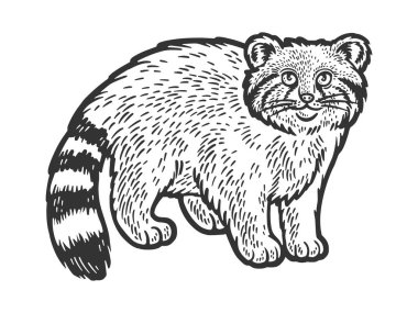 Manul Pallas kedi çizimi, kabartma vektör çizimi. Çizik tahtası taklidi. Siyah beyaz el çizimi resim.