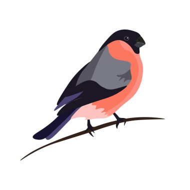 Bullfinch bird on a branch, vector graphics