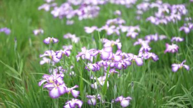 Rüzgarda savrulan Iris 