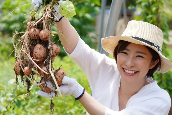Изображение Женщины Собирающей Картофель — стоковое фото