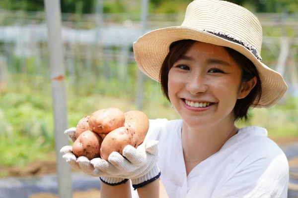 Bild Kvinna Som Skördar Potatis — Stockfoto