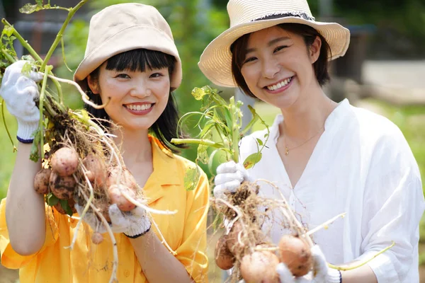 Bild Kvinna Som Skördar Potatis — Stockfoto