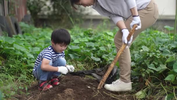 Parents Children Harvesting Sweet Potatoes — Stock Video
