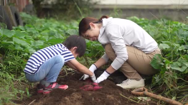 Родители Дети Собирают Сладкий Картофель — стоковое видео