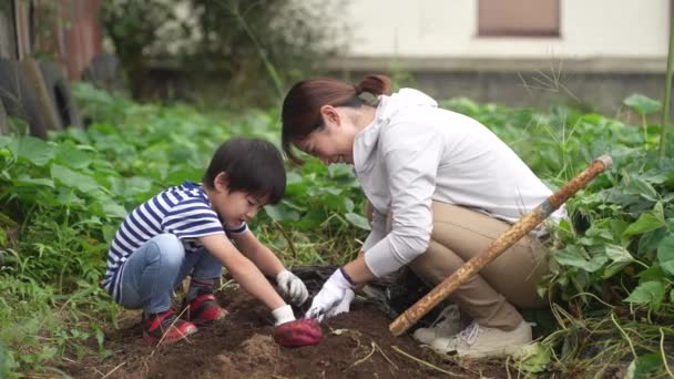 Родители Дети Собирают Сладкий Картофель — стоковое видео