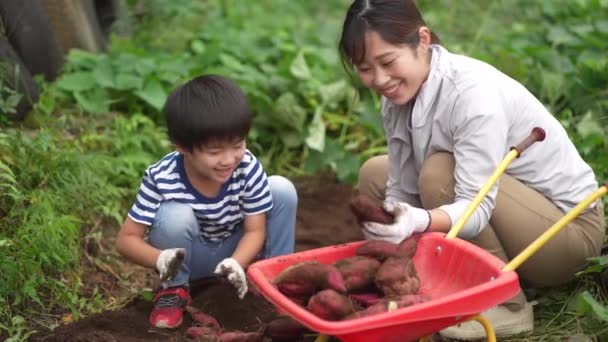 Батьки Діти Збирають Солодку Картоплю — стокове відео
