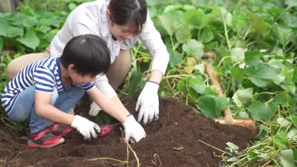 サツマイモを収穫する親子 — ストック動画