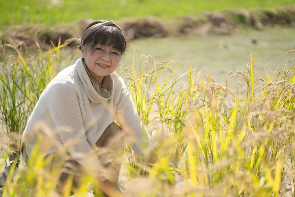 Изображение Женщины Собирающей Рис — стоковое фото