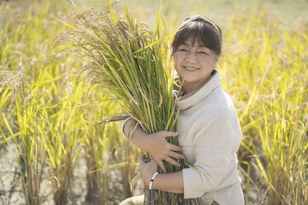 Mulher Segurando Orelhas Arroz — Fotografia de Stock