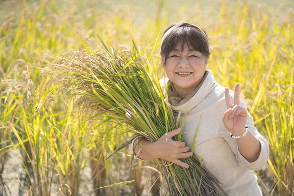 Γυναίκα Που Κρατάει Αυτιά Ρυζιού — Φωτογραφία Αρχείου