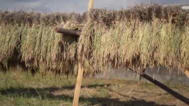Güneşte kurutulmuş pirinç resmi 