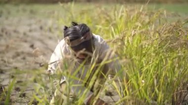 Pirinç hasat eden bir kadın resmi 