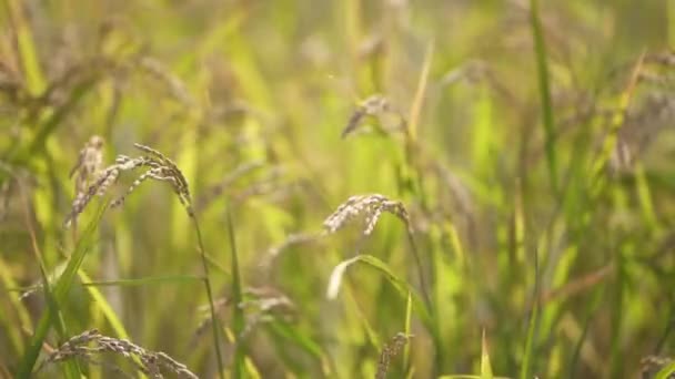 Rüzgarda Sallanan Pirinç Kulakları — Stok video