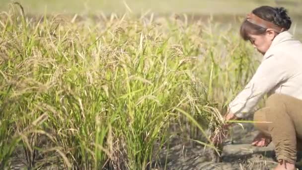 Pirinç Hasat Eden Bir Kadın Resmi — Stok video