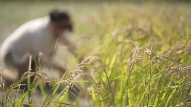 Image Une Femme Récoltant Riz — Video