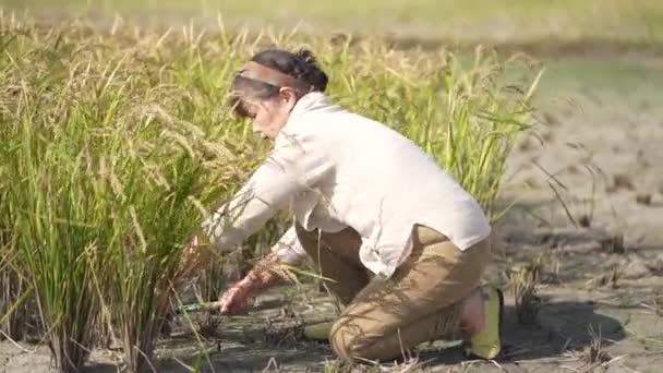 Εικόνα Γυναίκας Που Συλλέγει Ρύζι — Αρχείο Βίντεο