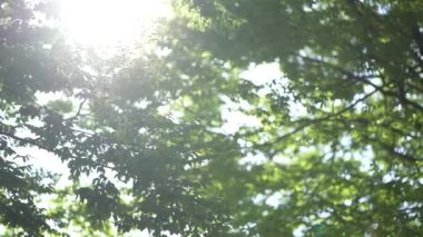 Güneşli bir sabahta yeşil yapraklı ağaç dallarının alçak açılı görüntüsü