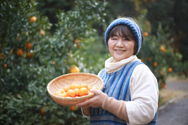 Senior Female Harvesting Oranges — Stockfoto