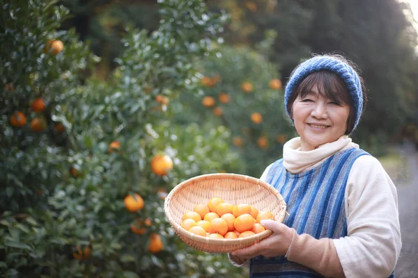 Senior Female Harvesting Oranges — Stockfoto