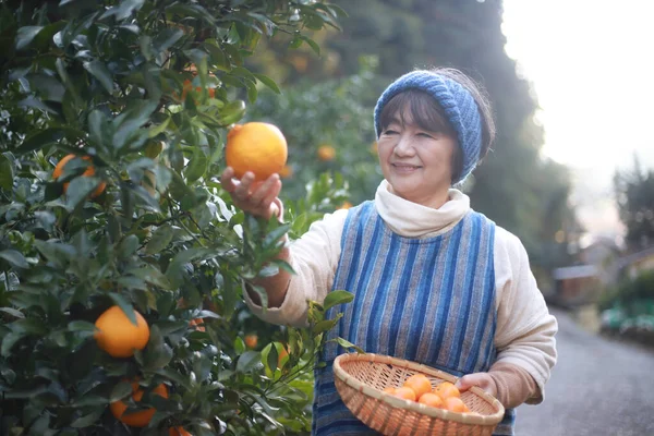 Senior Female Harvesting Oranges — Foto Stock