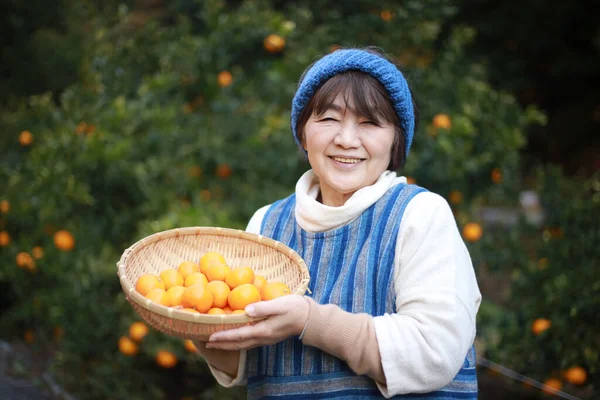 Senior Female Harvesting Oranges — Stockfoto