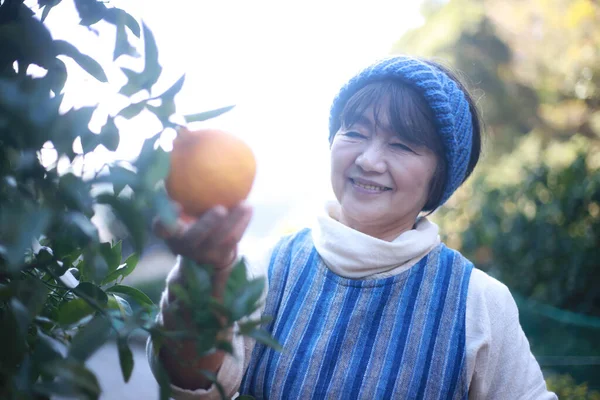 Senior Female Harvesting Oranges — стоковое фото