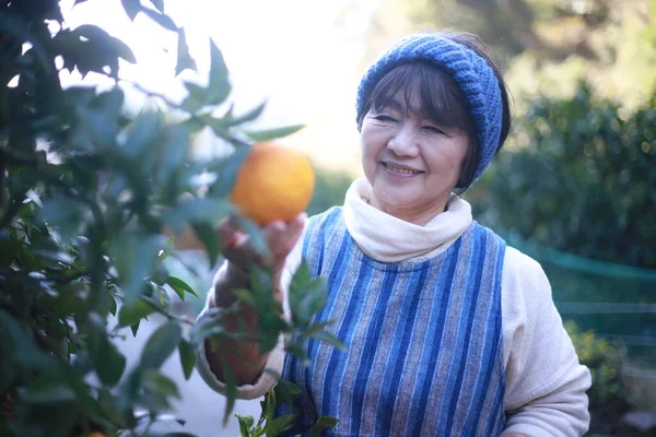 Senior Female Harvesting Oranges — Stok fotoğraf