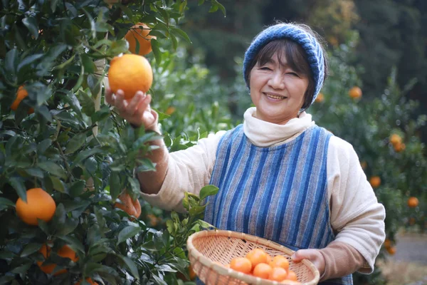 Senior Female Harvesting Oranges — Stockfoto