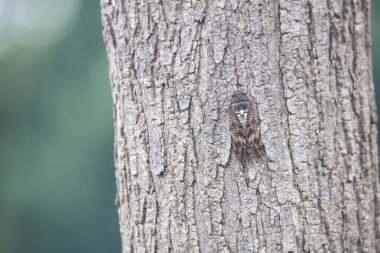 Ağaca tüneyen kahverengi ağustos böceği 