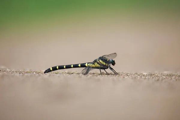 Naniwa Dragonfly Stops Ground — Stock Photo, Image